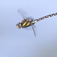 Migrant Hawker in flight 2 